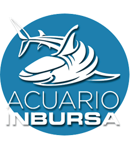 Visita el Acuario Inbursa con Tutto il Mondo