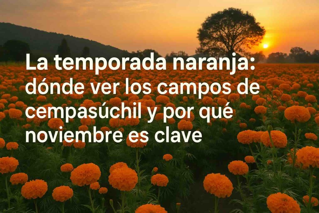 Noviembre Campos de Cempasúchil Tutto