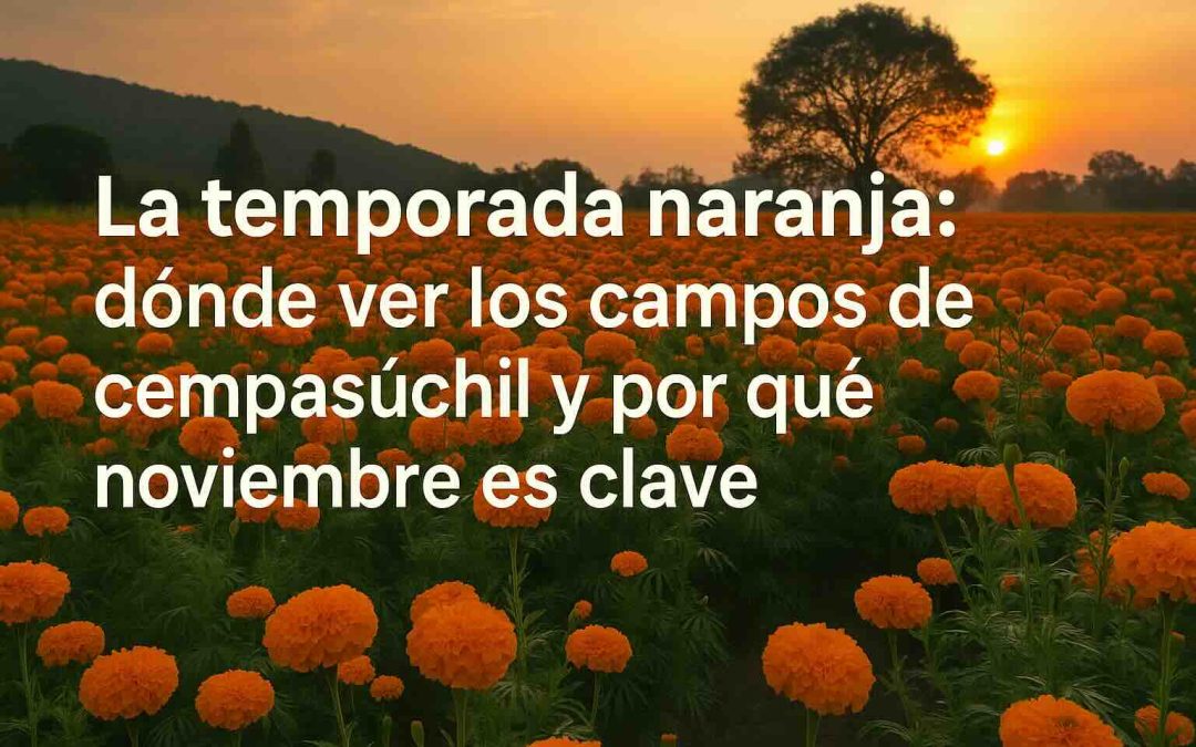 🌼 La temporada naranja: dónde ver los campos de cempasúchil y por qué noviembre es clave